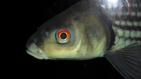 Рыболову на заметку – зрение рыб
