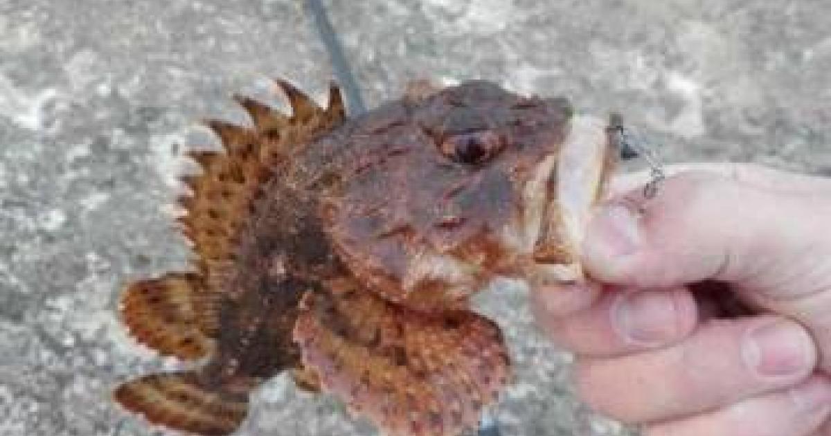 Морской Ерш