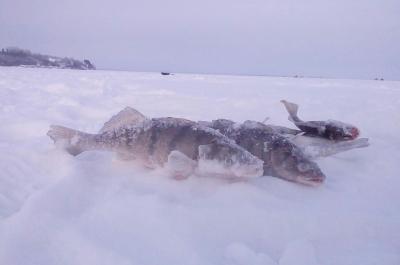 За судаком январской ночью