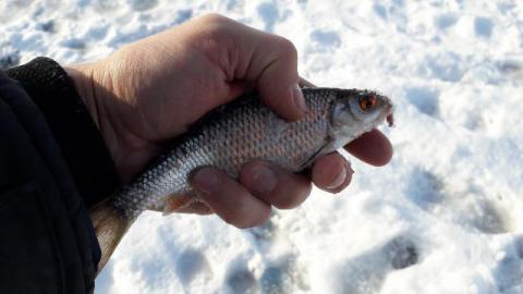 Зимой вся рыба клюет на это | Полезные советы и секреты для зимней рыбалки