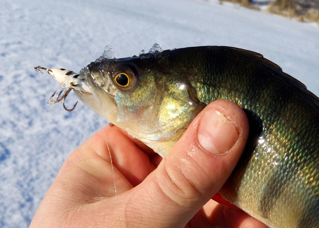 Прикормка для зимней рыбалки своими руками