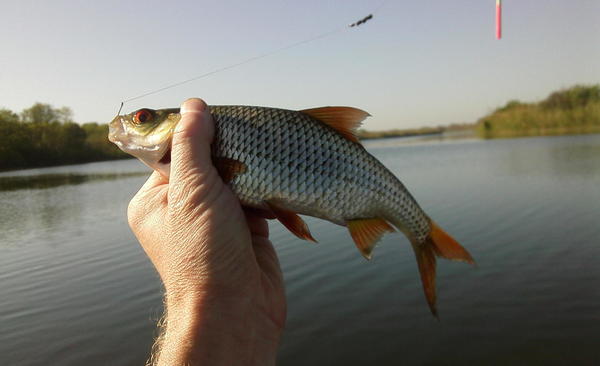 Рыбалка на реке Сосыка в окрестностях хутора Куликовского