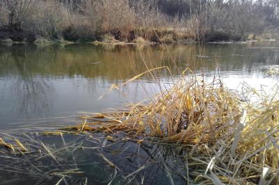 Болонская ловля мартовской плотвы