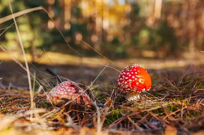 Мухомор в осеннем лесу